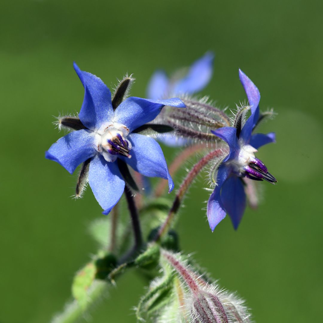 Botanica Gaia Bio Borage Seed Carrier Oil | Borago officinalis | For Skincare and Haircare