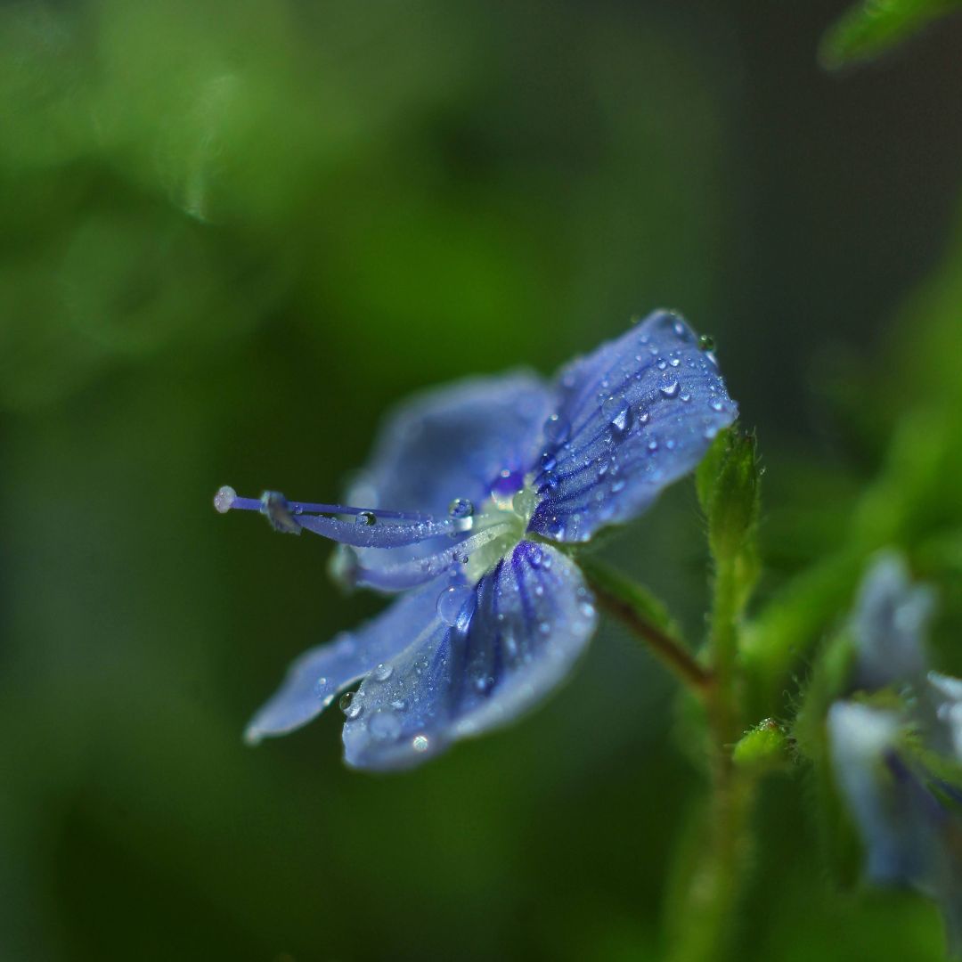 Botanica Gaia Bio Borage Seed Carrier Oil | Borago officinalis | For Skincare and Haircare