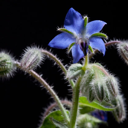 Botanica Gaia Bio Borage Seed Carrier Oil | Borago officinalis | For Skincare and Haircare