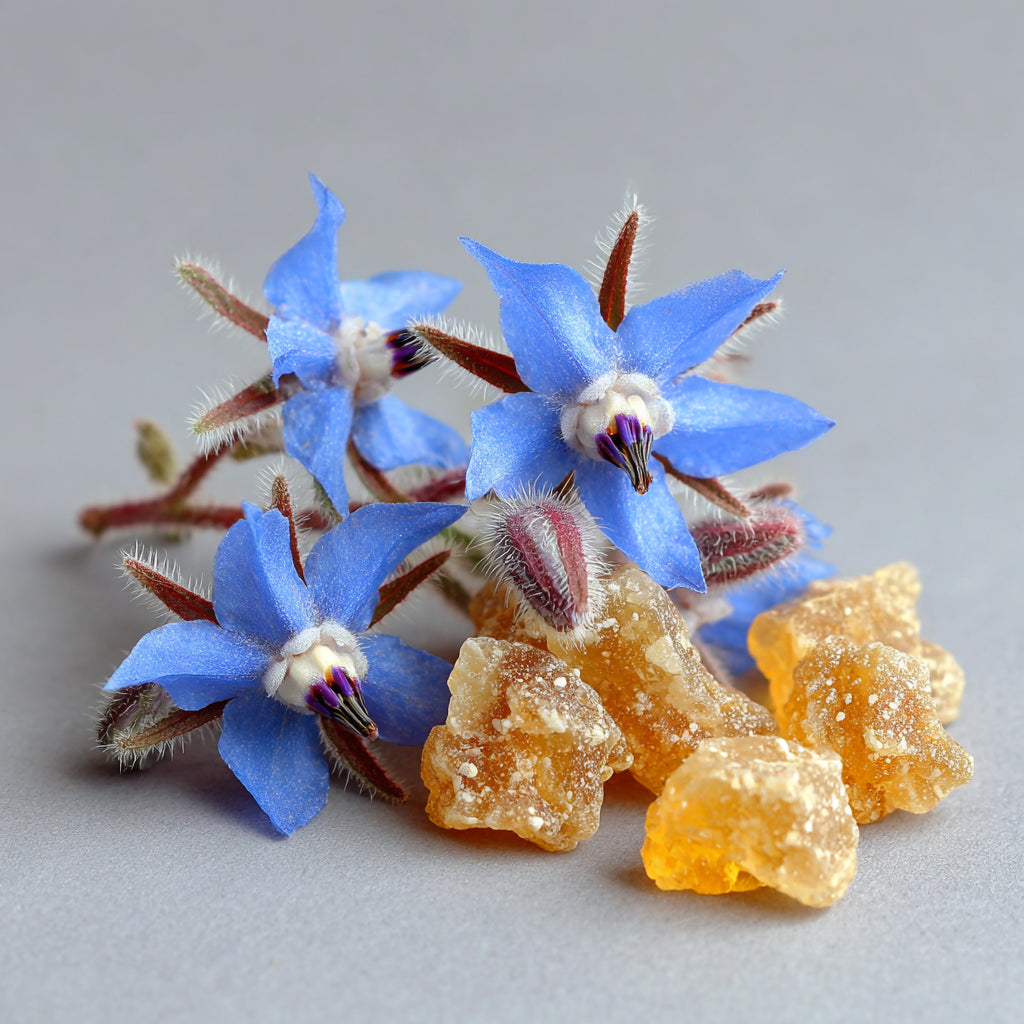 Botanica Gaia Wilcrafted Frankincense Serrata Macerated in Borage Seed Oil | Boswellia Serrata and Borago Officinalis | Premium Quality |