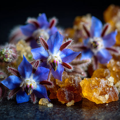 Botanica Gaia Wilcrafted Frankincense Serrata Macerated in Borage Seed Oil | Boswellia Serrata and Borago Officinalis | Premium Quality |