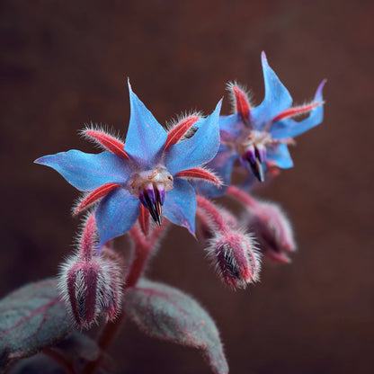 Botanica Gaia Wilcrafted Frankincense Serrata Macerated in Borage Seed Oil | Boswellia Serrata and Borago Officinalis | Premium Quality |