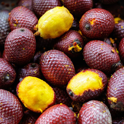 Botanica Gaia Bio Buriti Seed CO2 Oil | Mauritia Flexuosa | For natural Skincare and Haircare