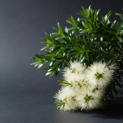 Cajeput Essential Oil | Melaleuca Cajuputi