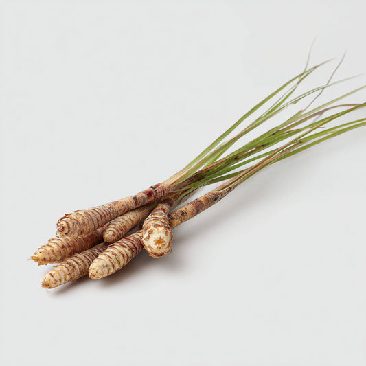 Calamus Essential Oil – product image 2