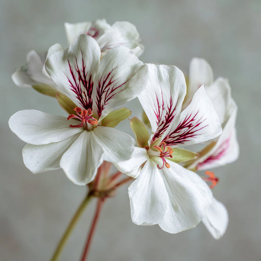 Cape Minty Geranium Essential Oil (Pelargonium Tomentosum) – product image 2