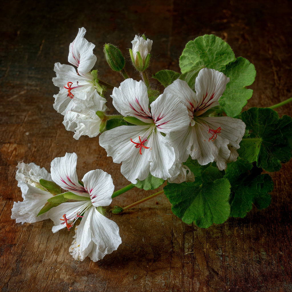 Botanica Gaia Cape Minty Geranium Essential Oil | Pelargonium Tomentosum | For Aromatherapy, Skincare and Perfume