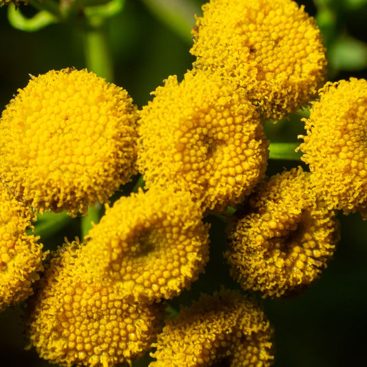 Hydrosol Toner Common Tansy (Tanacetum vulgare) – product image 2