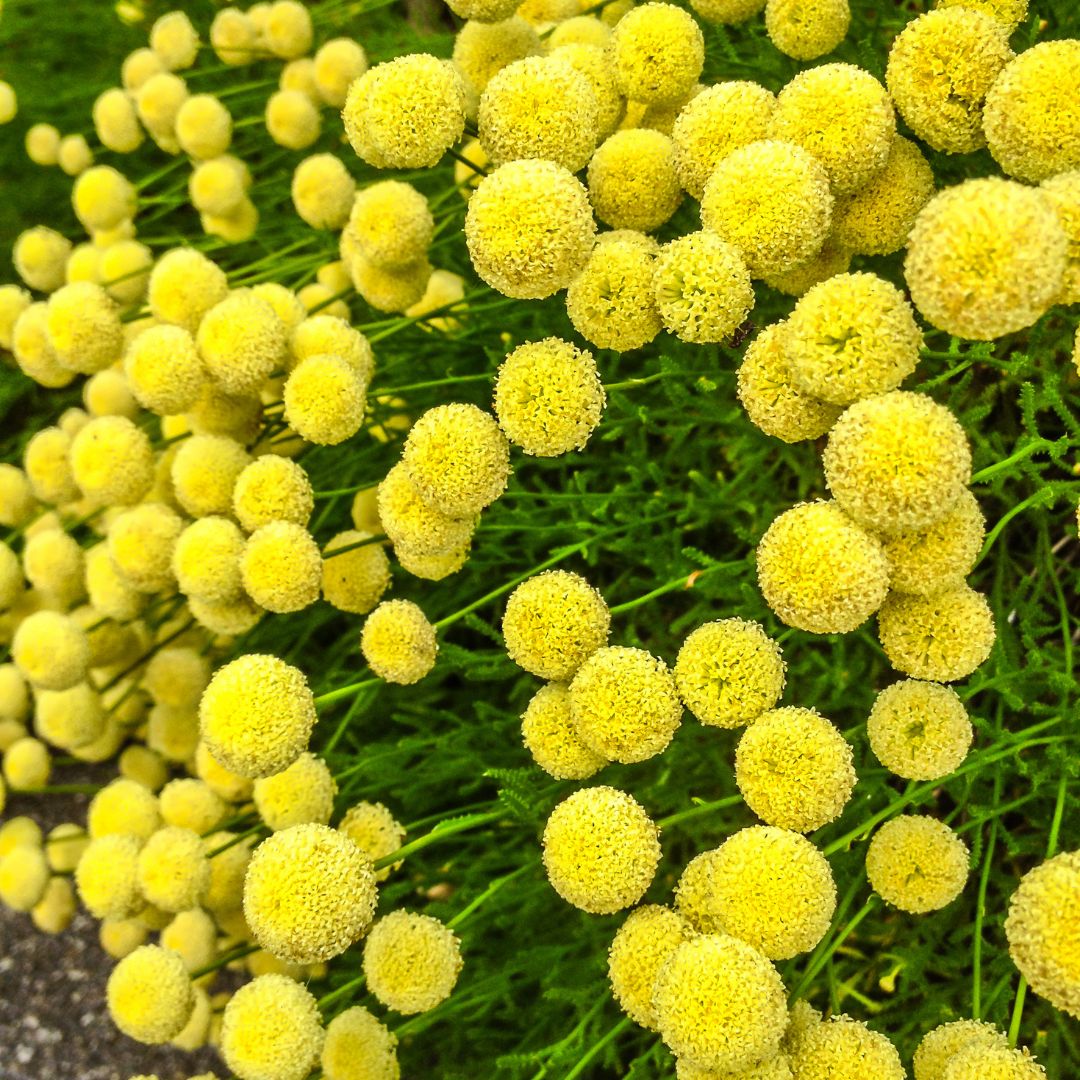 Botanica Gaia Hydrosol Toner Common Tansy | Artisan Distilled | Tanacetum vulgare