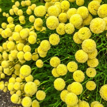 Botanica Gaia Hydrosol Toner Common Tansy | Artisan Distilled | Tanacetum vulgare