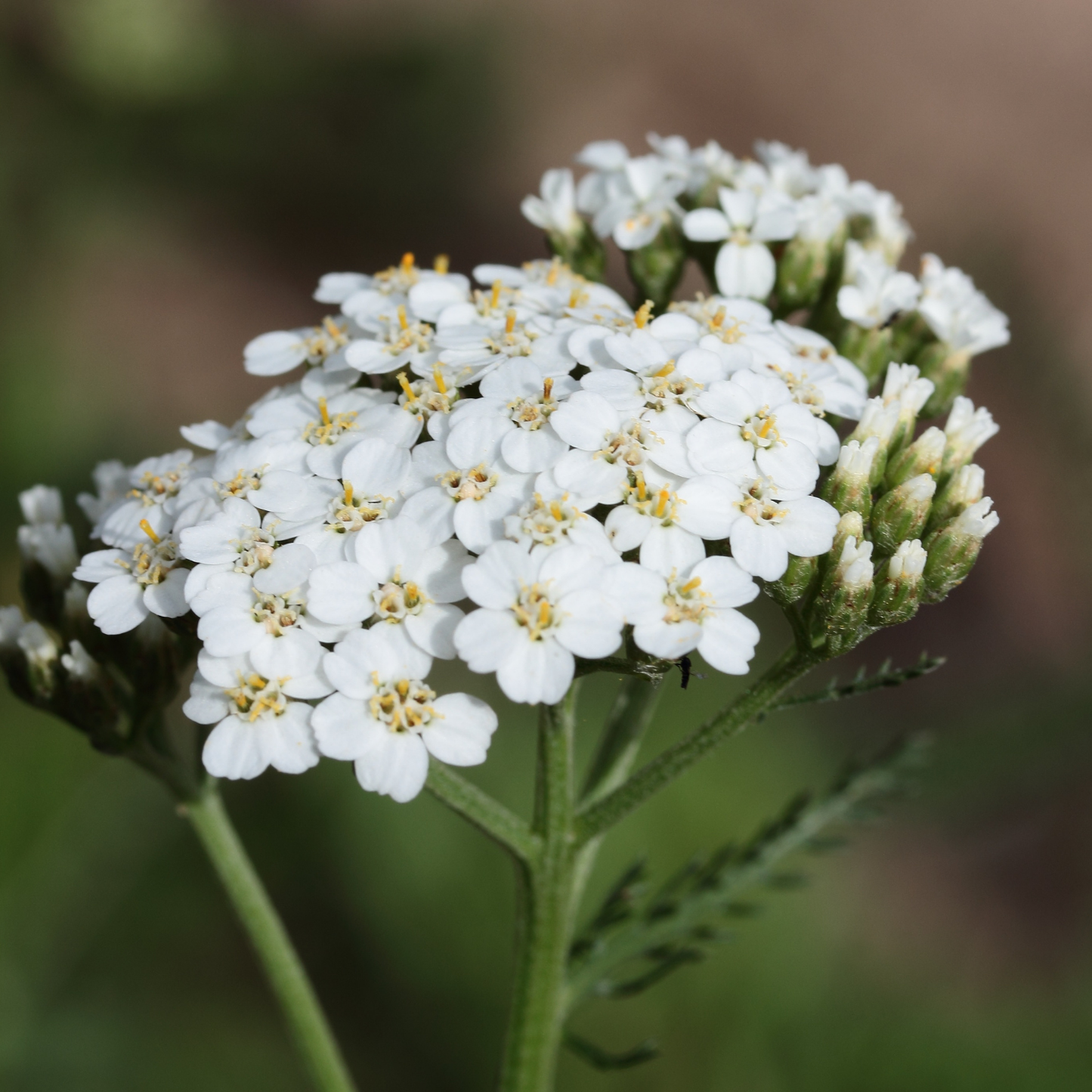 Botanica Gaia Hydrosol Toner Blue Yarrow | Artisan Distilled | Achillea Millefolium