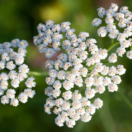 Hydrosol Toner Blue Yarrow (Achillea millefolium)