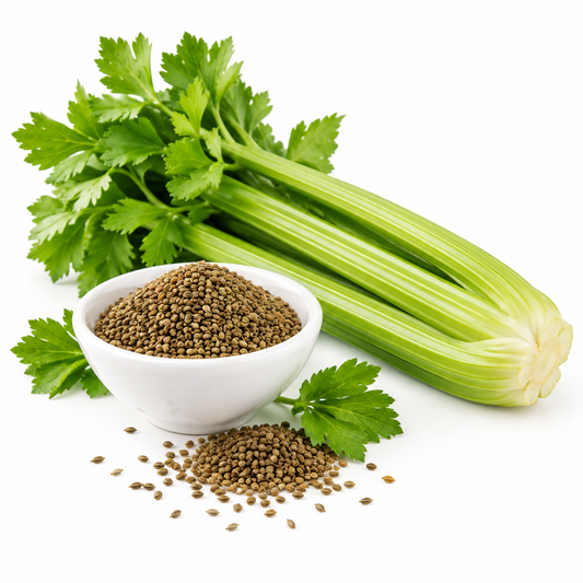 Celery Seed Essential Oil | Apium Graveolens