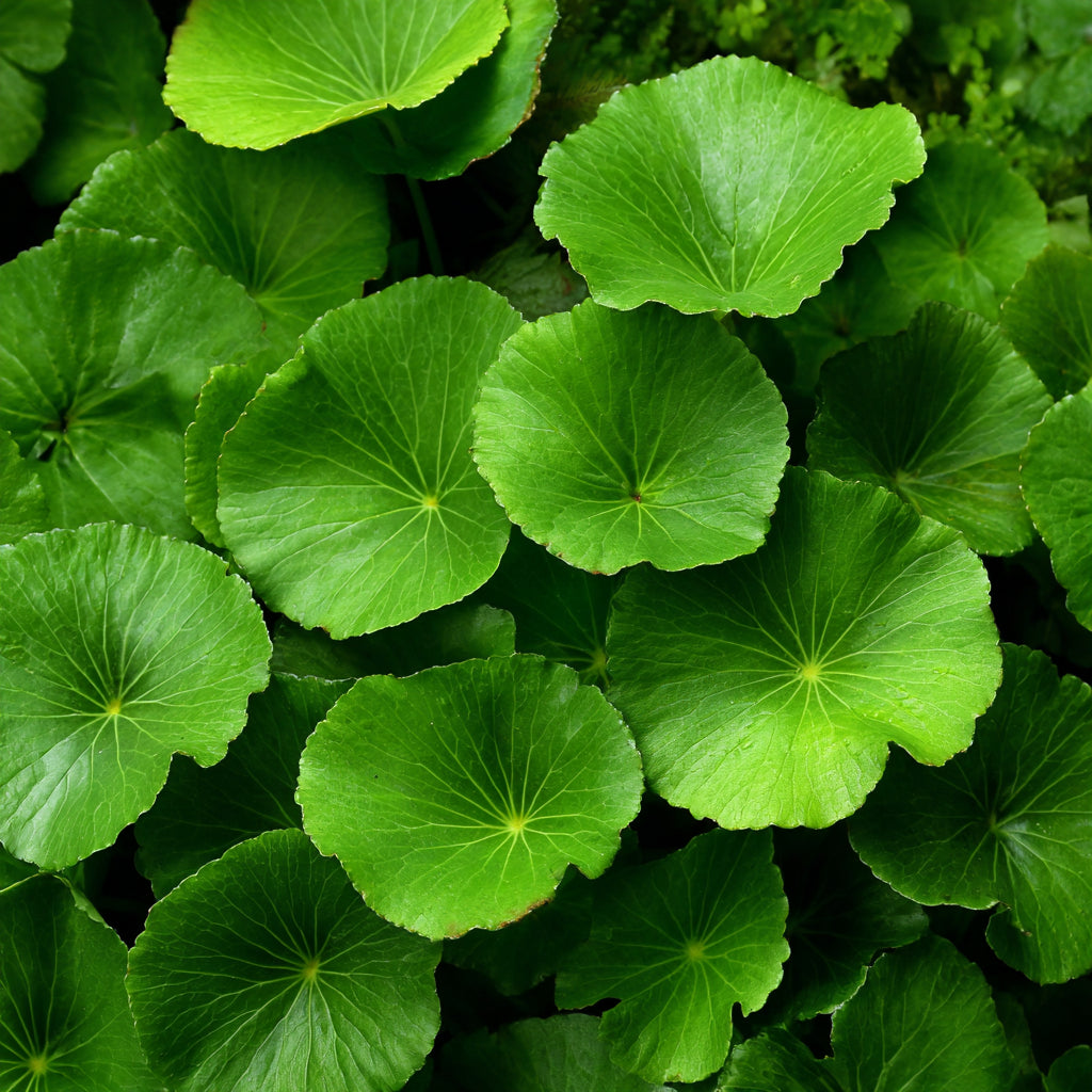 Centella Asiatica CO₂ Wax | Centella Asiatica