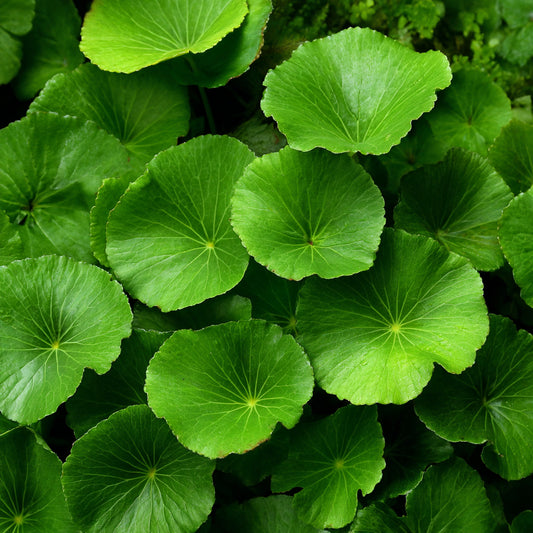 Centella Asiatica CO₂ Wax | Centella Asiatica