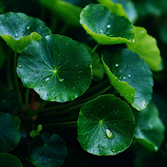 Centella Asiatica CO₂ Extract (Centella asiatica)