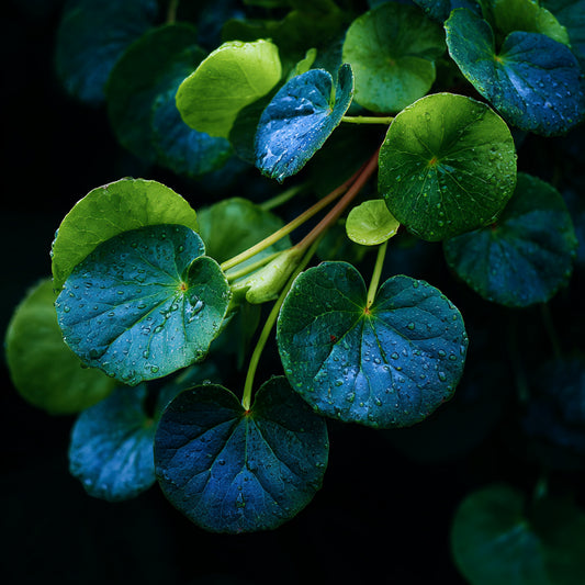 Botanica Gaia Bio Centella Asiatica CO2 Extract Oil | Centella asiatica | For Skincare