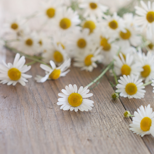 Bulgarian Blue Chamomile CO2 Extract | Matricaria Chamomilla