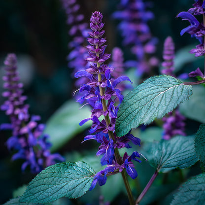 Botanica Gaia Bio Clary Sage Absolute | Supercritical CO2 Extraction | Salvia Sclarea | Premium Quality | For Aromatherapy, Skincare and Perfume