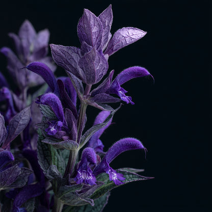 Botanica Gaia Bio Clary Sage Absolute | Supercritical CO2 Extraction | Salvia Sclarea | Premium Quality | For Aromatherapy, Skincare and Perfume