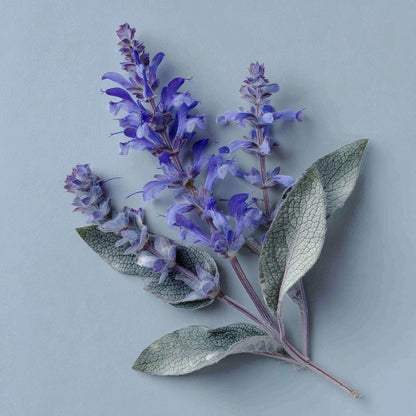 Botanica Gaia Bio Clary Sage Essential Oil | Salvia Sclarea | For Aromatherapy, Skin Care and Perfume