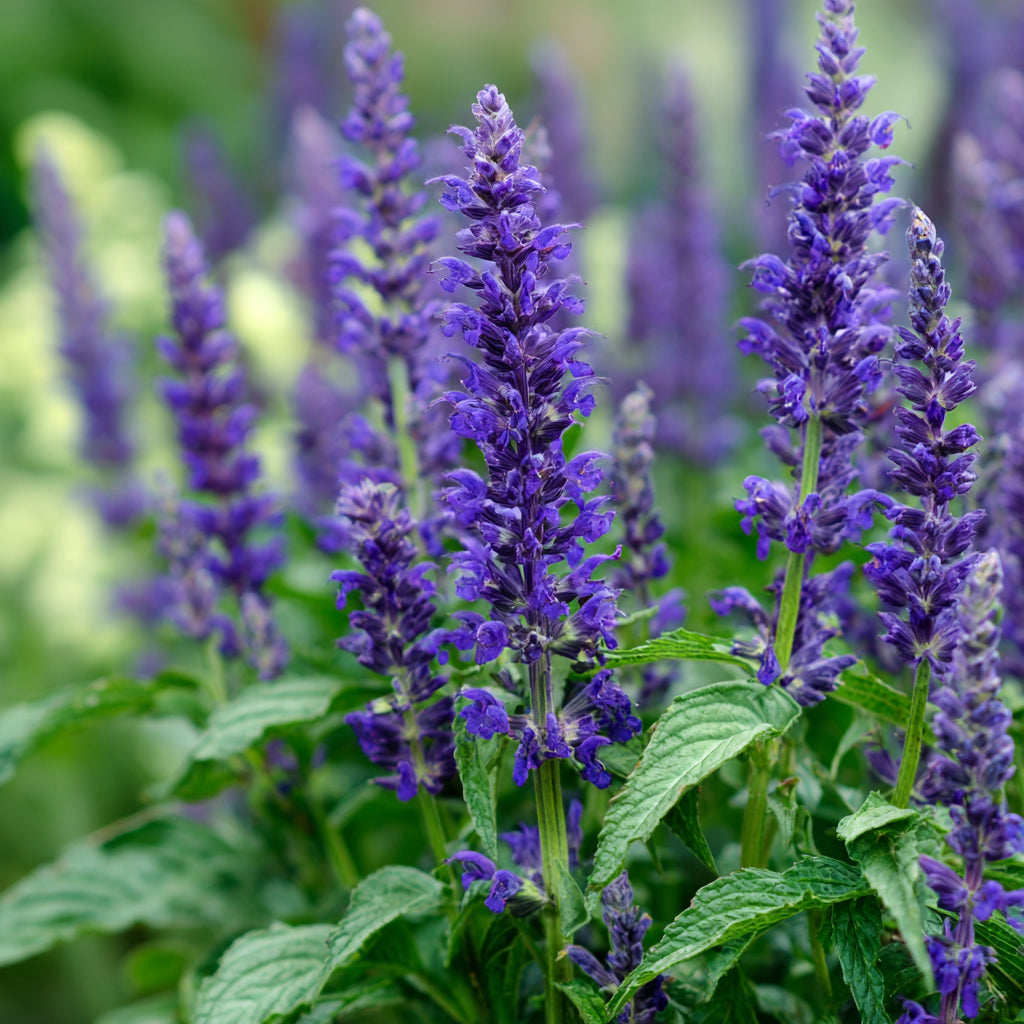 Botanica Gaia Bio Clary Sage Absolute | Supercritical CO2 Extraction | Salvia Sclarea | Premium Quality | For Aromatherapy, Skincare and Perfume