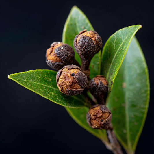 Clove CO₂ Wax – Warm Spicy. Ideal for solid perfumes, balms, and luxury skincare.