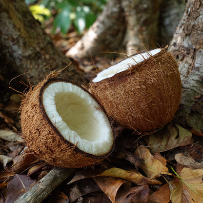 Botanica Gaia Bio Coconut Toasted CO₂ Extract | Supercritical CO2 Extraction | Cocos Nucifera | For Perfume, Skincare and Aromatherapy