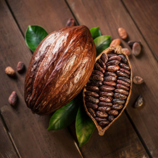 Botanica Gaia Bio Cocoa Bean CO2 Carrier Oil | Theobroma cacao | For natural Skincare and Haircare