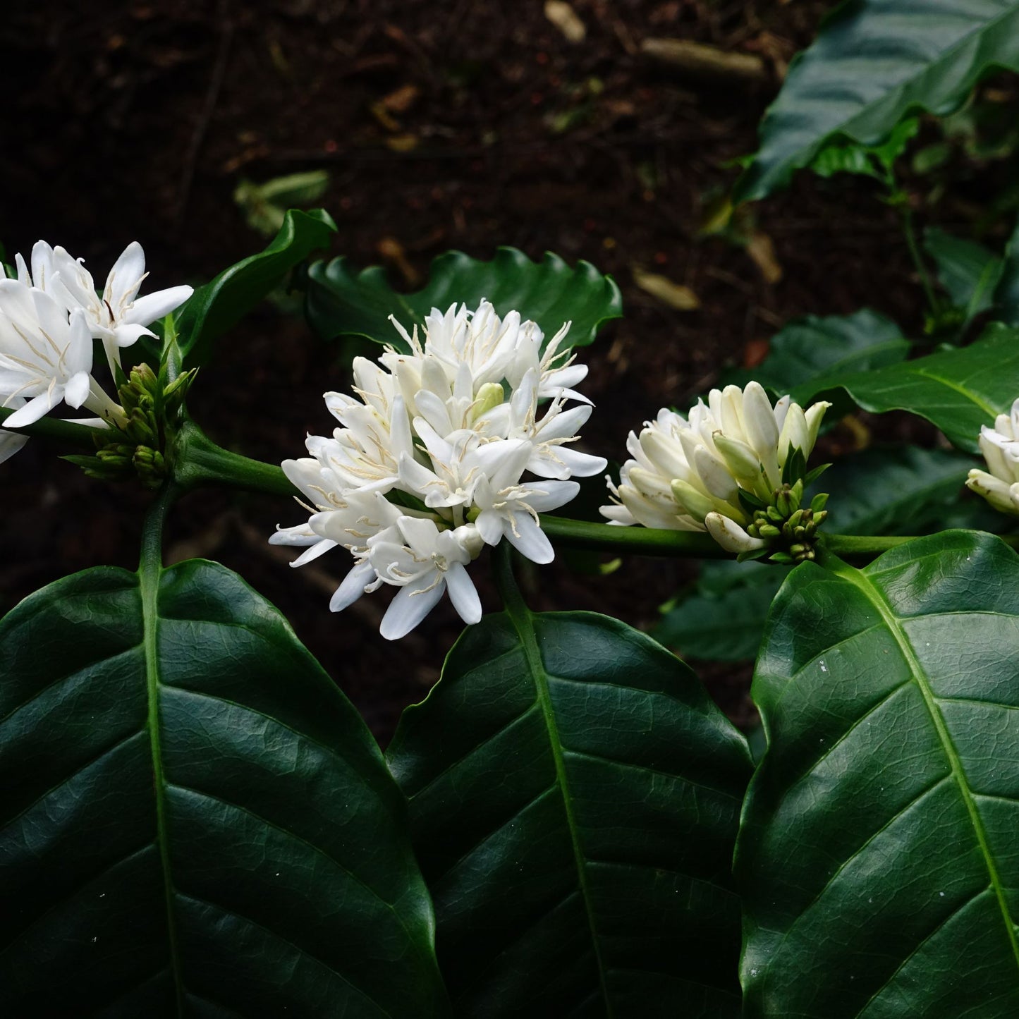 Botanica Gaia 100% Organic and Pure Coffee Blossom Essential Oil | Coffee Arabica