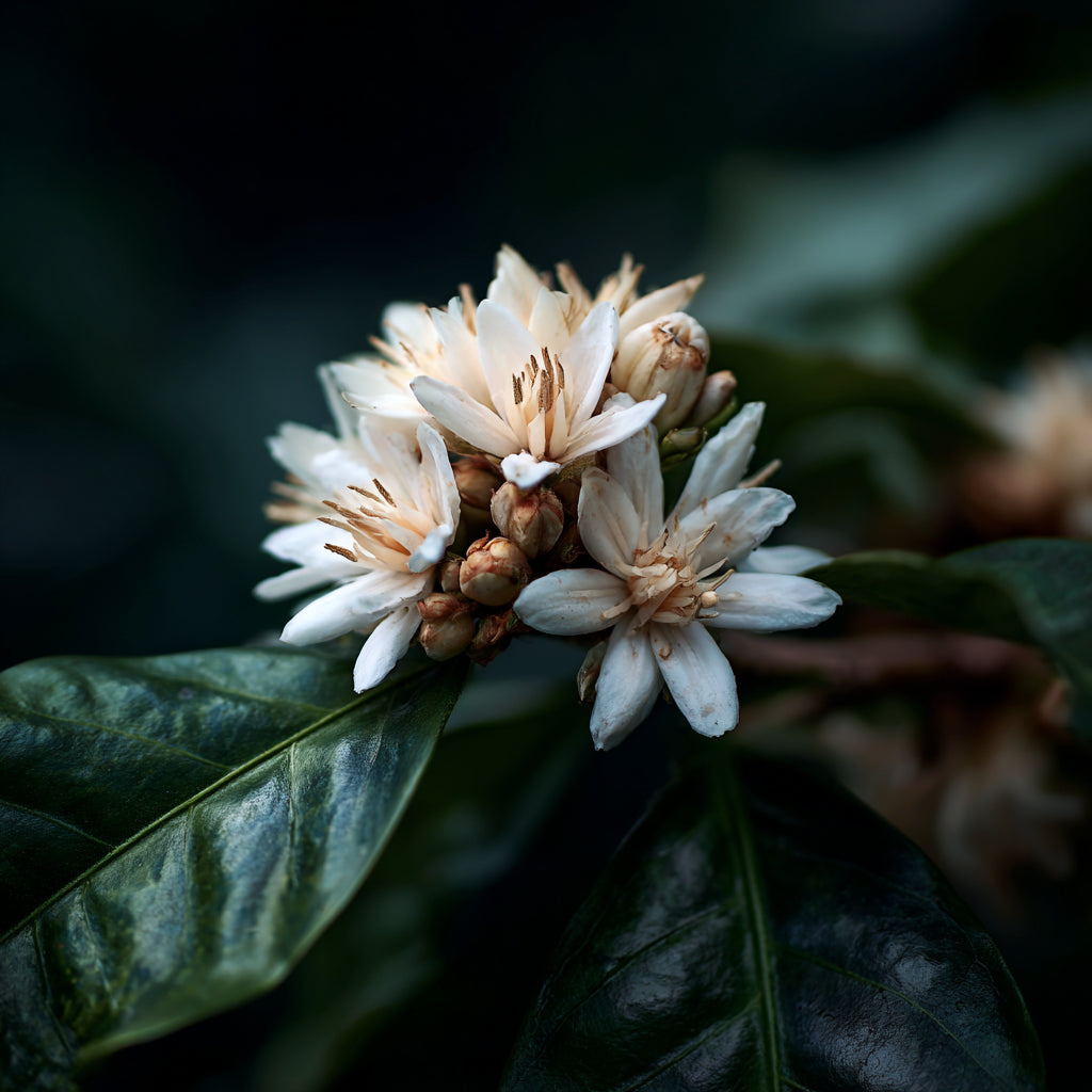 Botanica Gaia 100% Organic and Pure Coffee Blossom Absolute | Coffee Arabica |