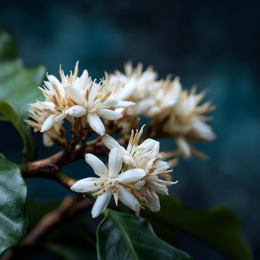 Botanica Gaia 100% Organic and Pure Coffee Blossom Absolute | Coffee Arabica |