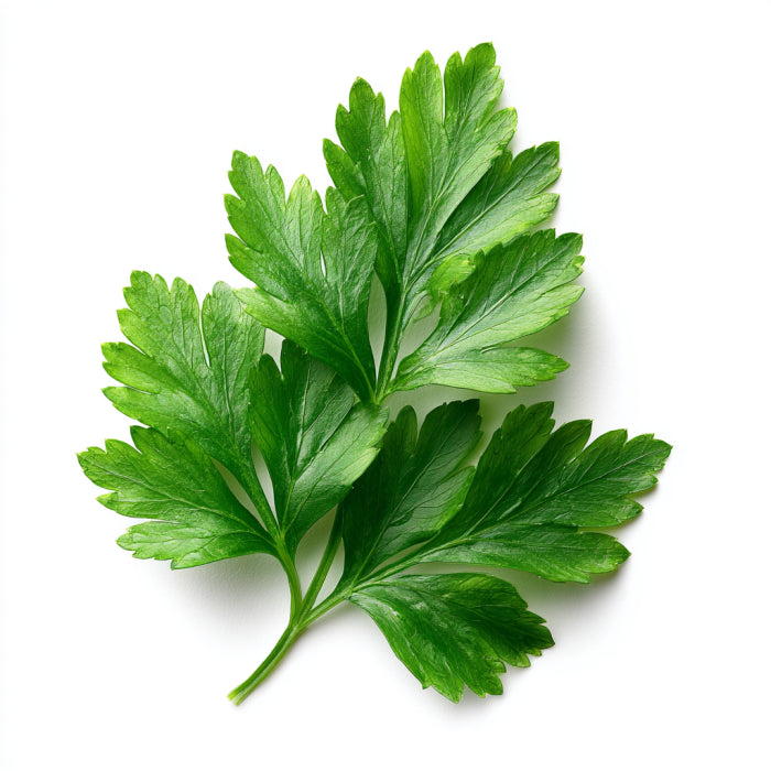 Coriander Leaf Wax CO₂ Extract (Coriandrum sativum)