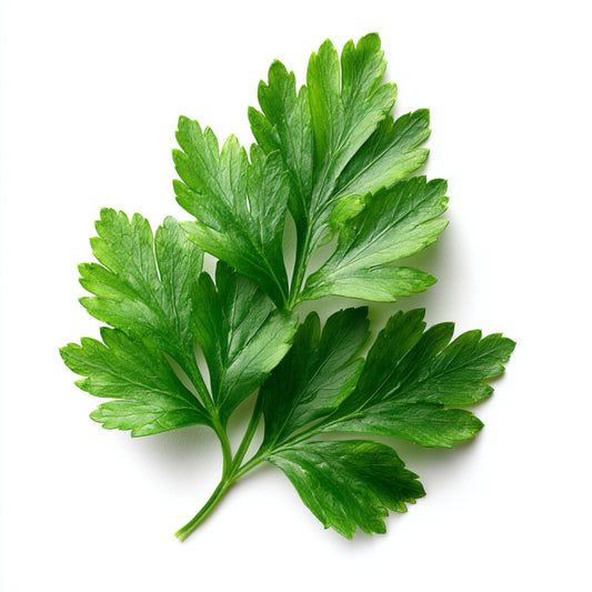 Coriander Leaf Wax CO₂ Extract (Coriandrum sativum)