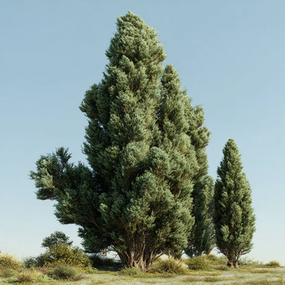 Organic Chinese Cypress Essential Oil | Cupressus Funebris | For Aromatherapy, Incense and Skin Care