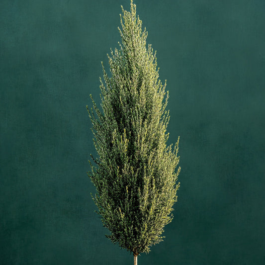 Cypress CO2 Extract – product image 2