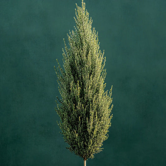 Cypress CO2 Extract (Cupressus sempervirens) – product image 2