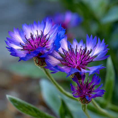 Blue Cornflower CO₂ Extract | Supercritical CO2 Extraction | Centaurea Cyanus L | Premium Quality | For Aromatherapy, Skincare and Perfume