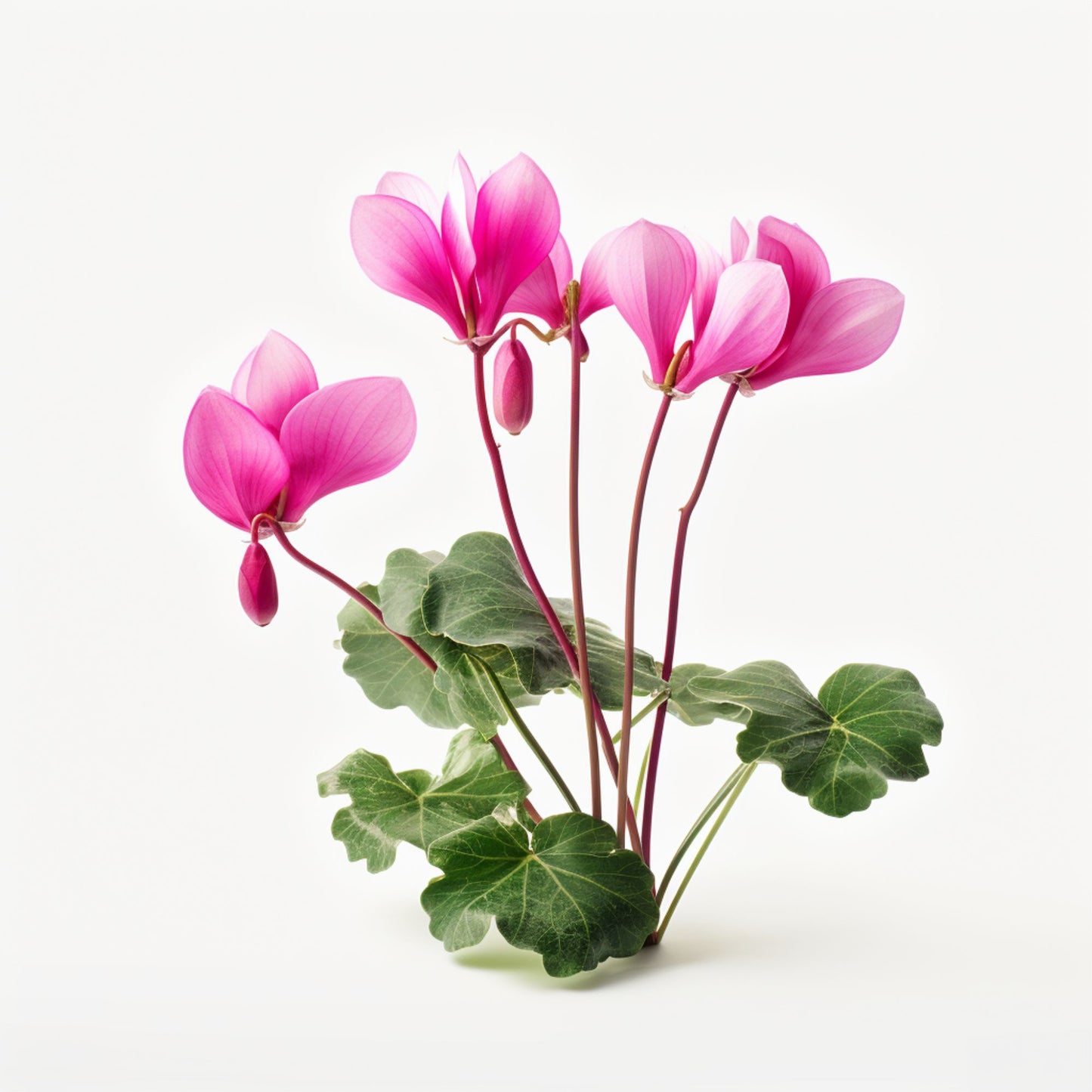 Botanica Gaia 100% Organic and Pure Cyclamen Essential Oil Cyclamen Persicum For Aromatherapy Skin Care and Perfume