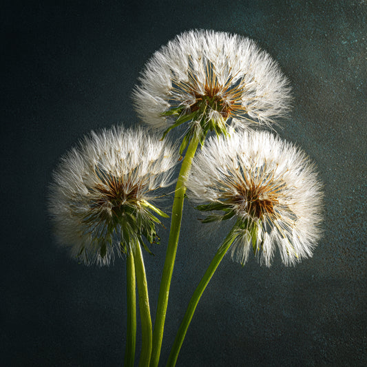 Botanica Gaia Dandelion Root CO₂ Absolute | Supercritical CO2 Extraction | Taraxacum Officinale | For Skincare and Aromatherapy