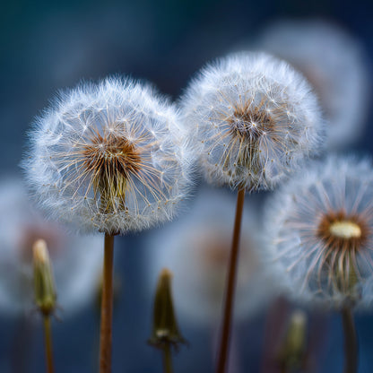 Botanica Gaia Dandelion Root CO₂ Absolute | Supercritical CO2 Extraction | Taraxacum Officinale | For Skincare and Aromatherapy