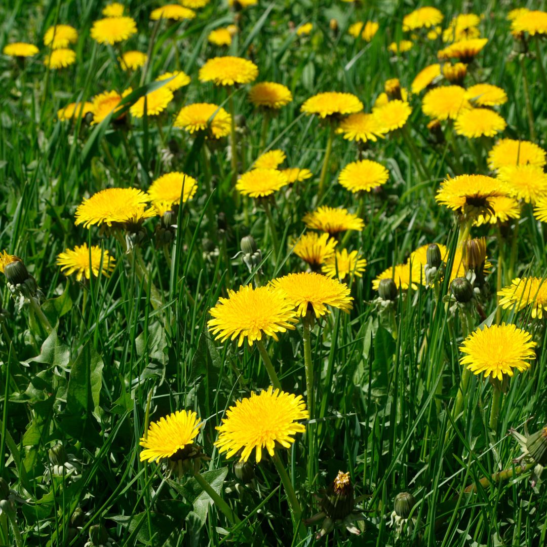 Botanica Gaia Dandelion Root CO₂ Absolute | Supercritical CO2 Extraction | Taraxacum Officinale | For Skincare and Aromatherapy