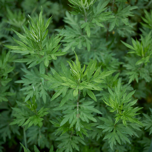 Organic Davana CO2 Extract – product image 2