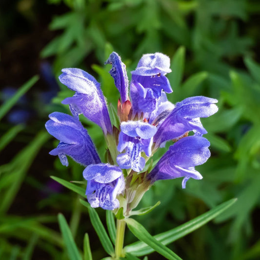 Bio Moldavian Dragonhead Essential Oil – product image 2