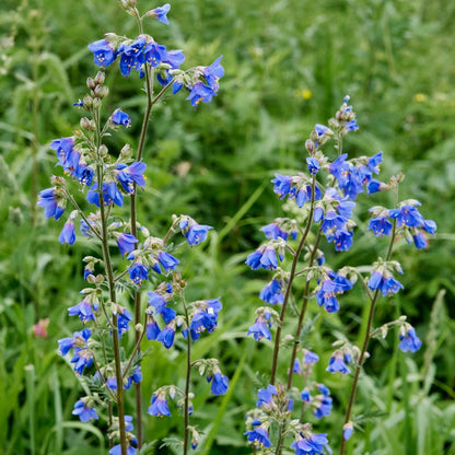 Botanica Gaia Bio Moldavian Dragonhead Essential Oil | Dracocephalum Moldavica | For Aromatherapy