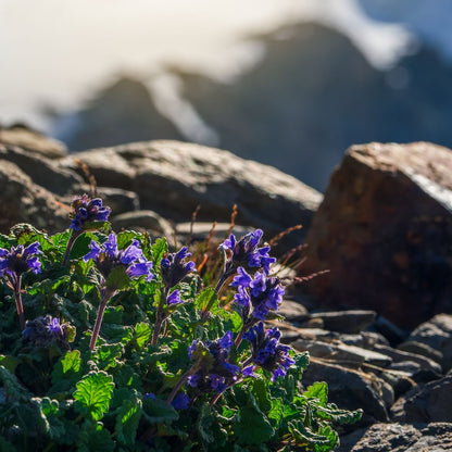 Botanica Gaia Bio Moldavian Dragonhead Essential Oil | Dracocephalum Moldavica | For Aromatherapy