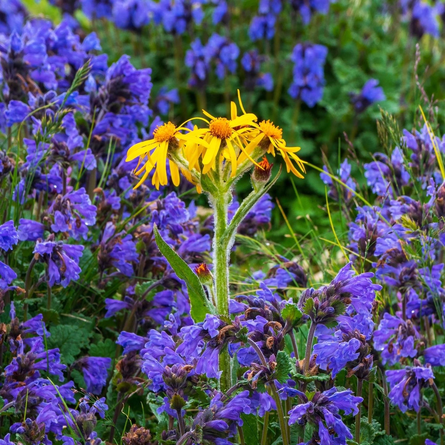 Botanica Gaia Bio Moldavian Dragonhead Essential Oil | Dracocephalum Moldavica | For Aromatherapy