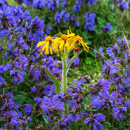 Botanica Gaia Bio Moldavian Dragonhead Essential Oil | Dracocephalum Moldavica | For Aromatherapy