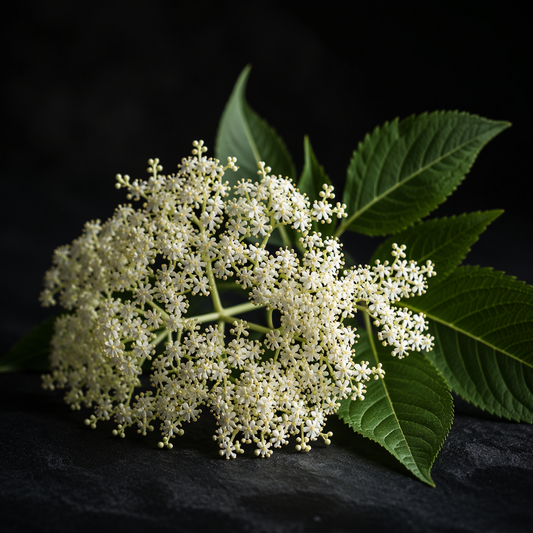Wildcrafted Elderflower CO2 Total Extract – product image 2