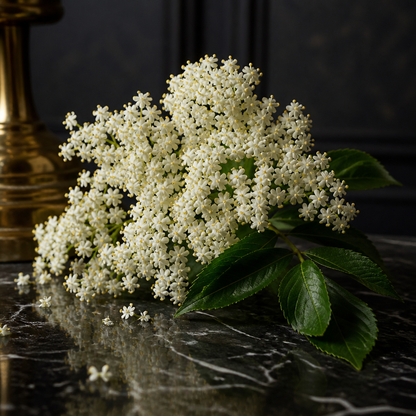 Wildcrafted Elderflower CO2 Total Extract | Sambucus Nigra